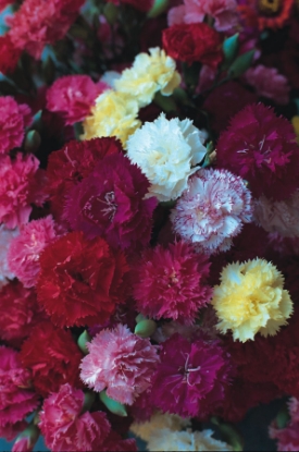 Picture of Carnation - Hardy Border Mixed